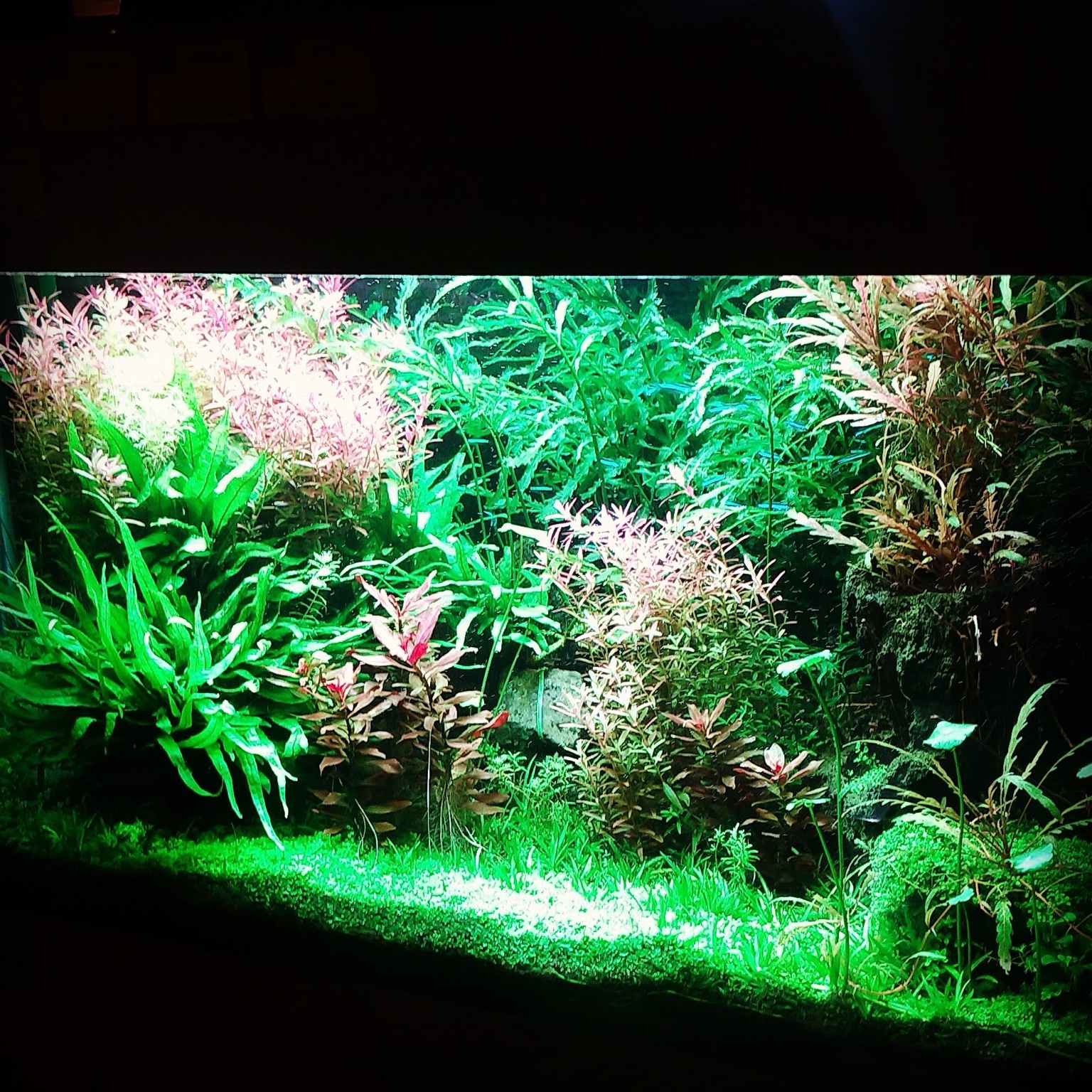 AquaBar Lindenの実店舗水槽。水草と流木が育つ水景
